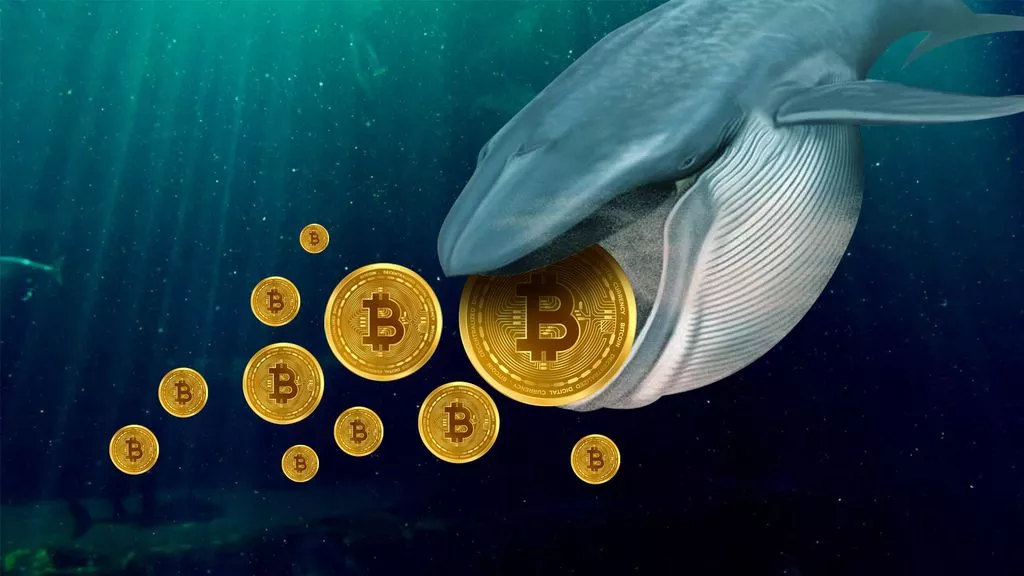 Sau 13 năm ngủ yên, cá voi Bitcoin này thức dậy khuấy động thị trường